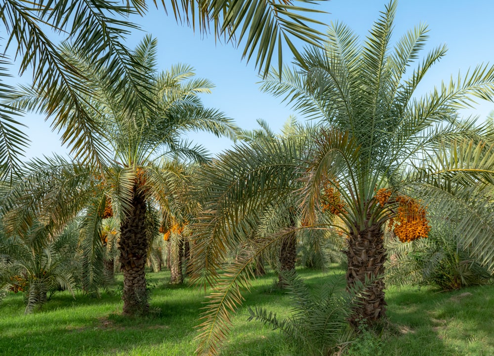 Pindo Palm Tree