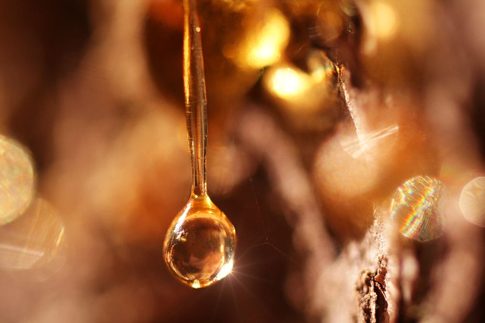 Pine sap Resin