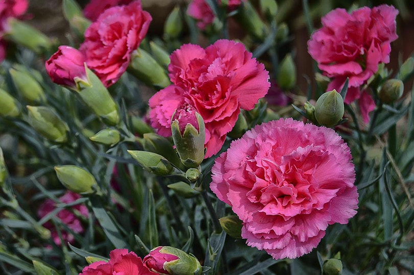 Pink Carnation