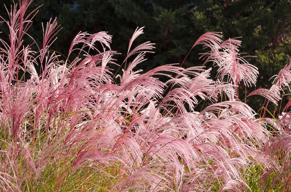 Pink Pampas Grass