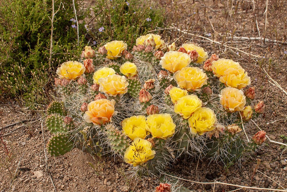 Plains-Prickly-Pear_Dominic-Gentilcore-PhD_Shutterstock