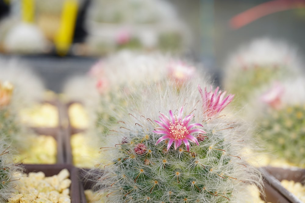 Powder Puff Cactus_Panrinya Pangplang_Shutterstock