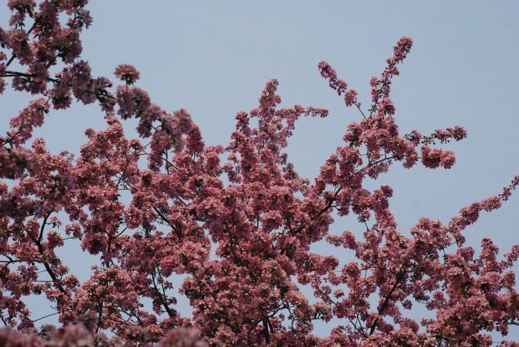 Prairifire Crabapple