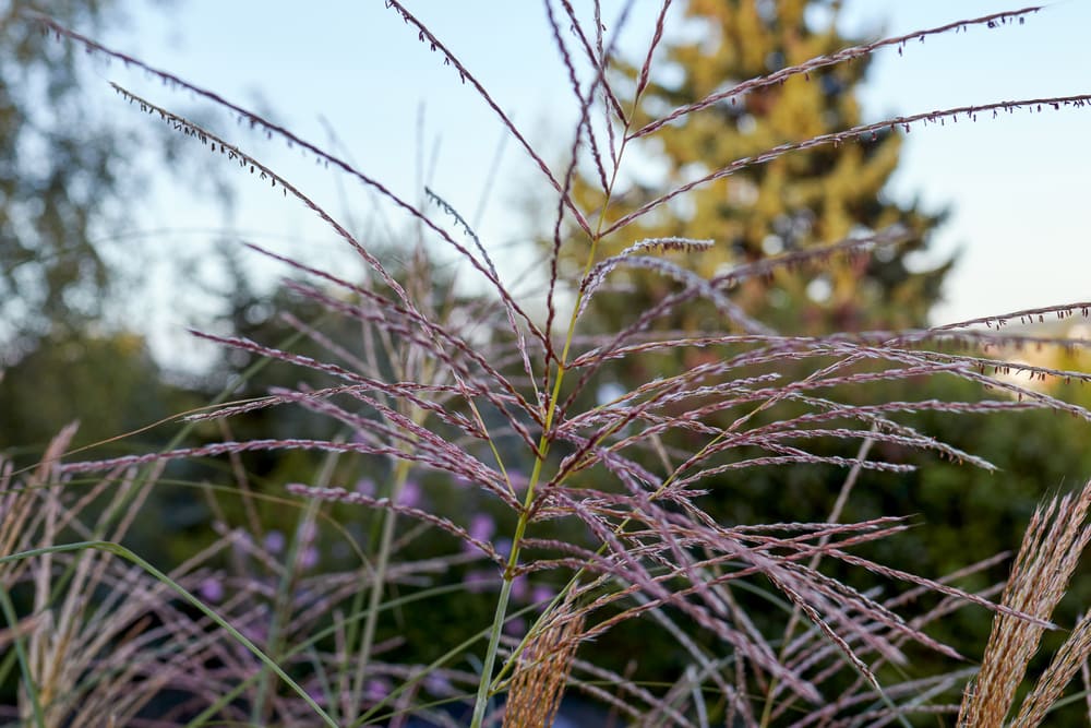 Purple Pampas Grass