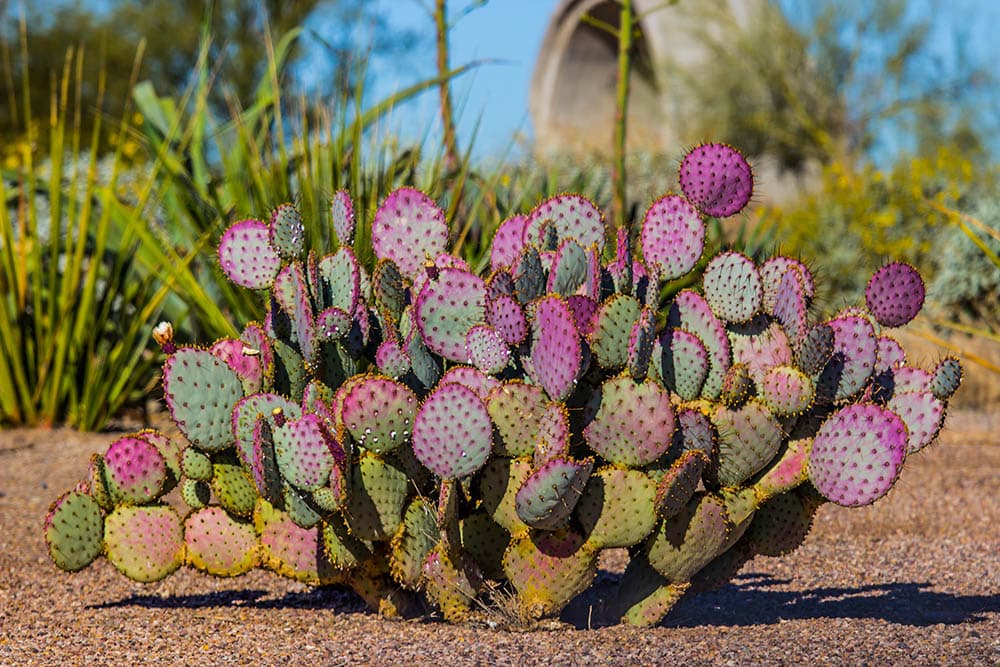 Purple-Prickly-Pear_ThomasPhoto_Shutterstock