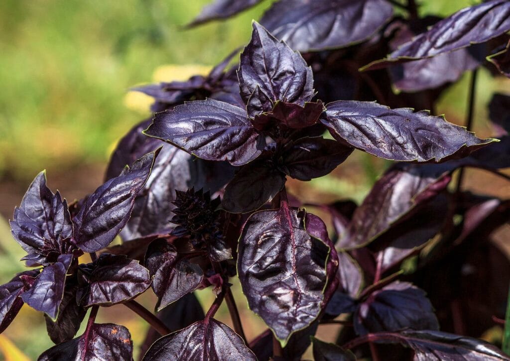 Purple basil