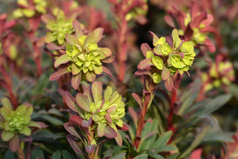 Purpurea
