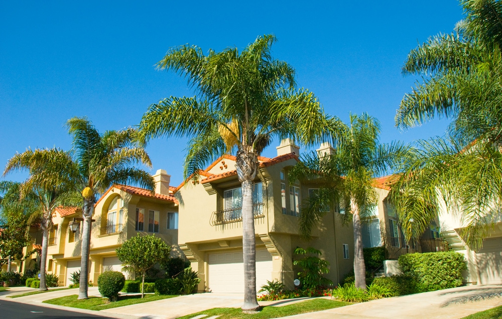 Queen Palm Tree
