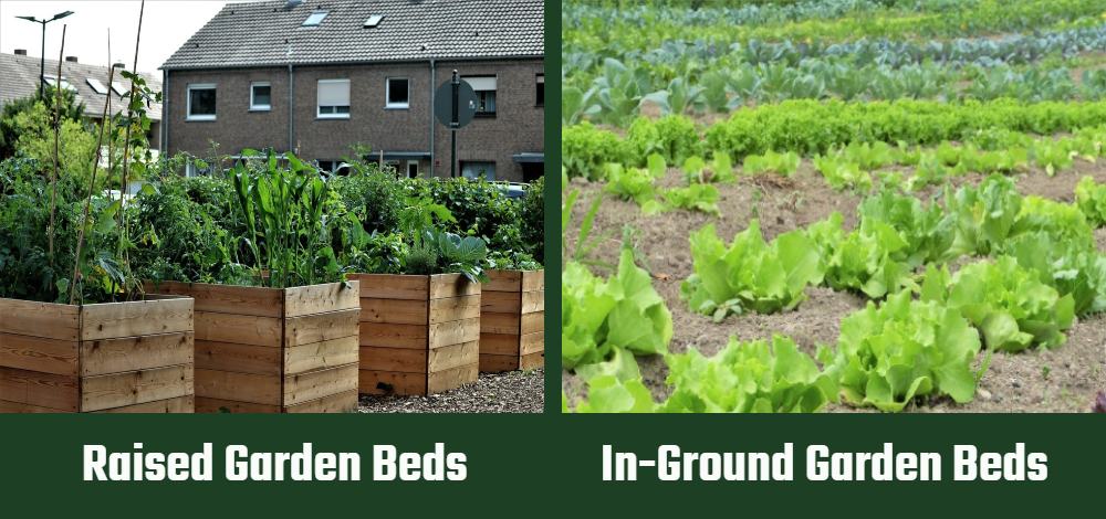 Raised Garden Beds vs In Ground Beds