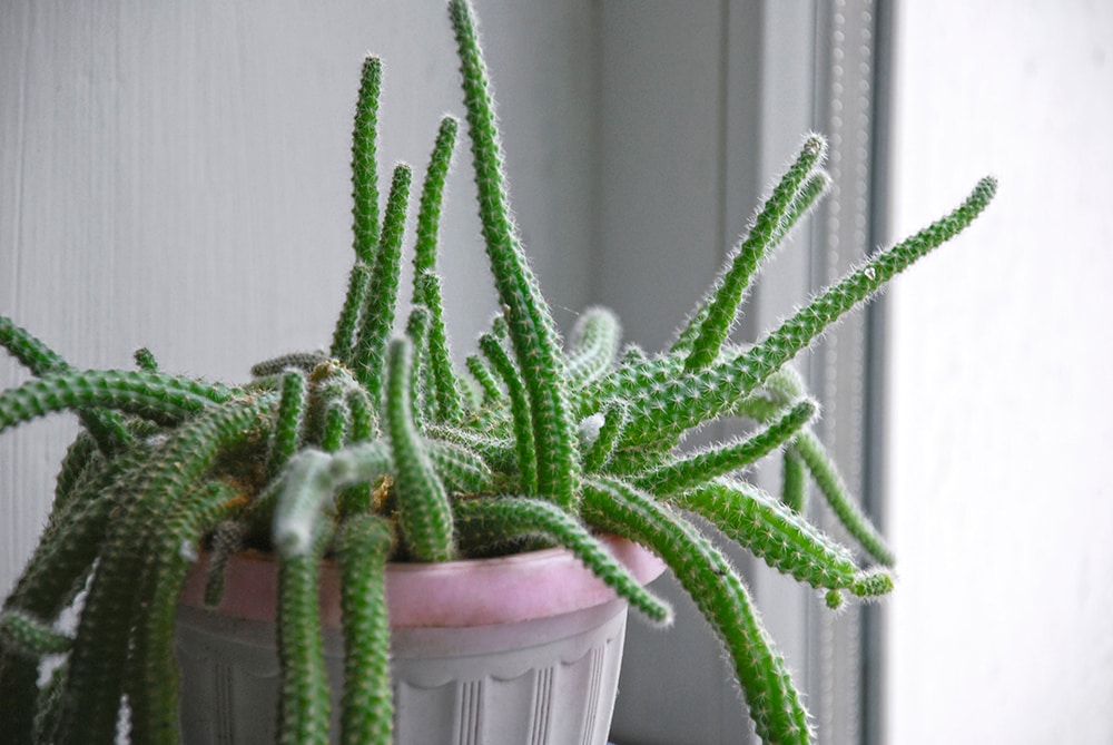 Rats Tail Cactus