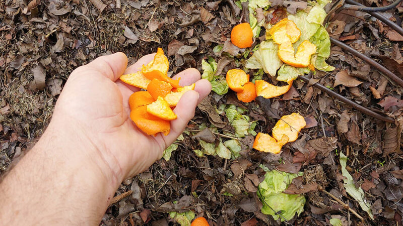 Recycling-Orange-Peels-Into-A-Compost_Duane-Hirst_Shutterstock