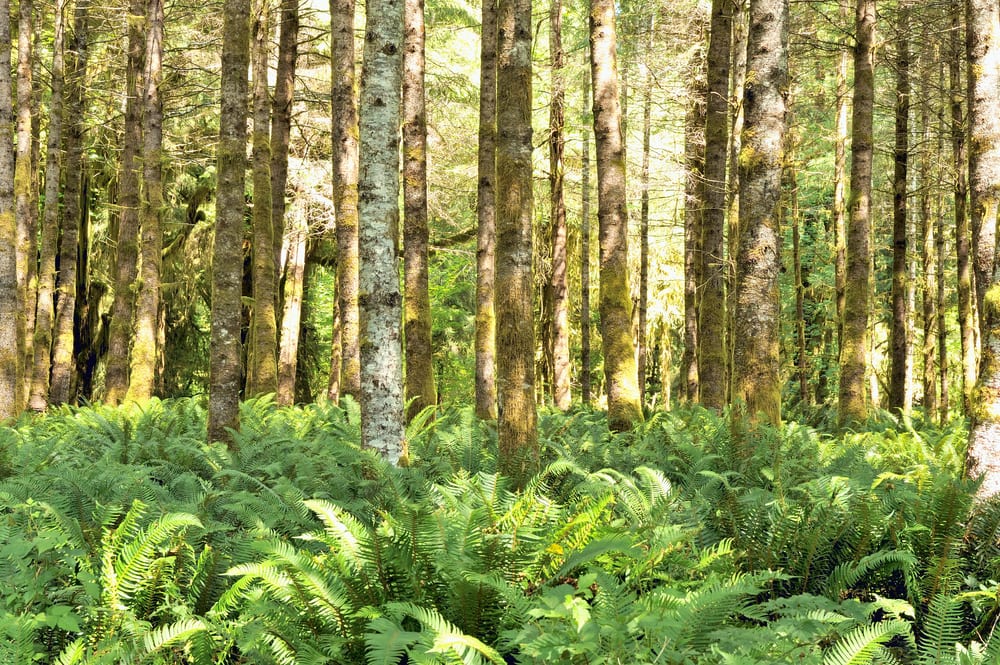 Red Alder