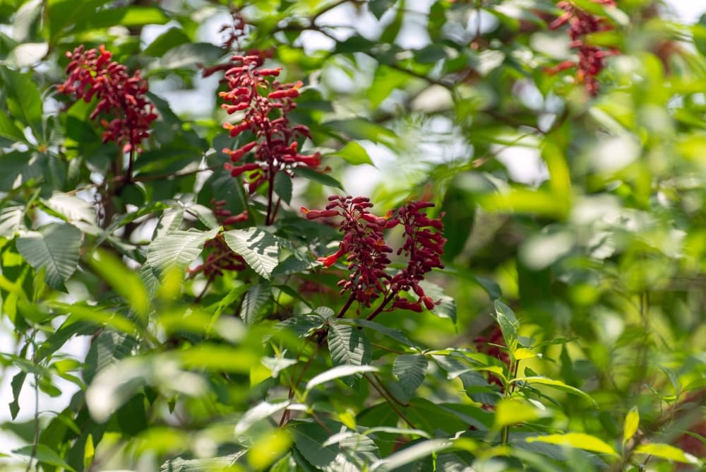 Red Buckeye