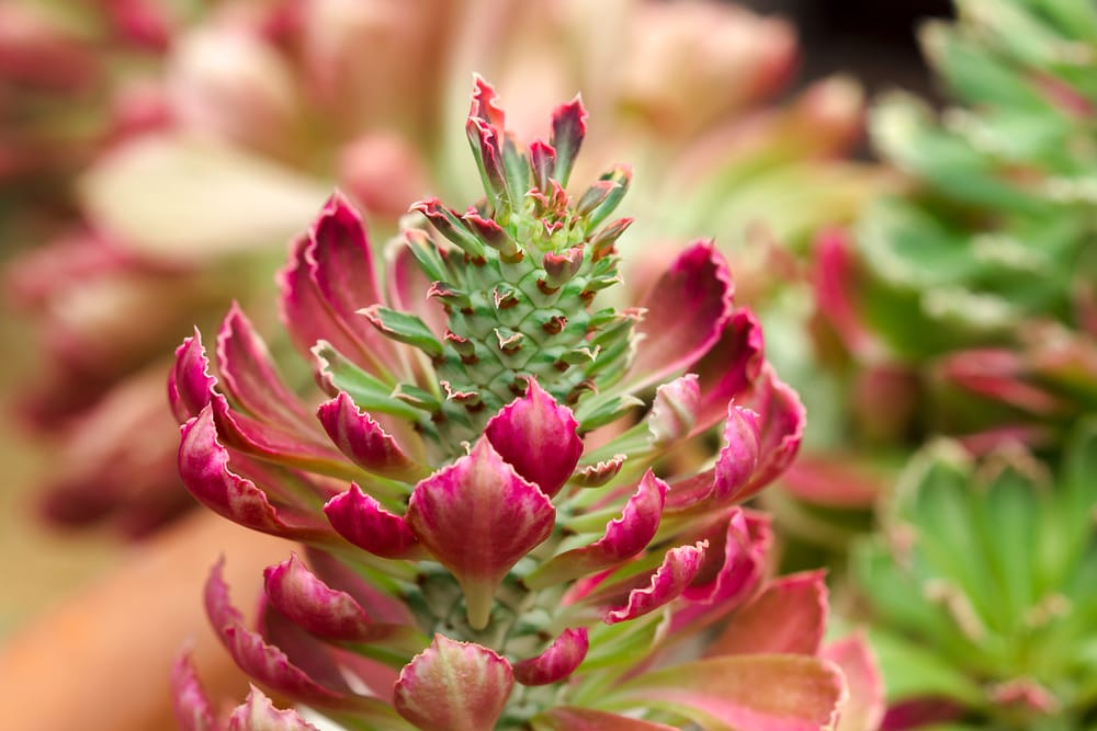 Red Monadenium