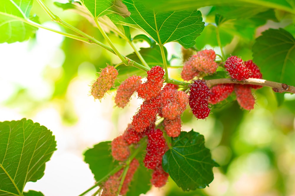 Red Mulberry Tree_RachenStocker_Shutterstock