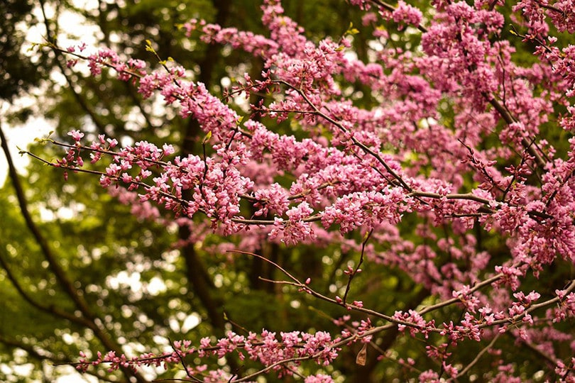 Redbud Trees