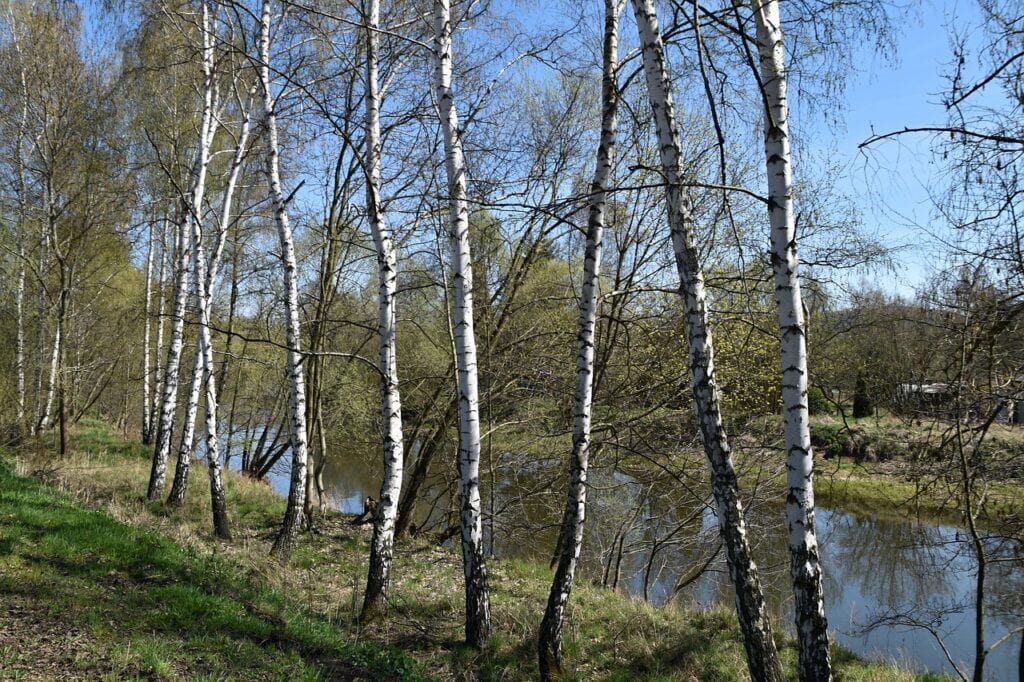 River Birch