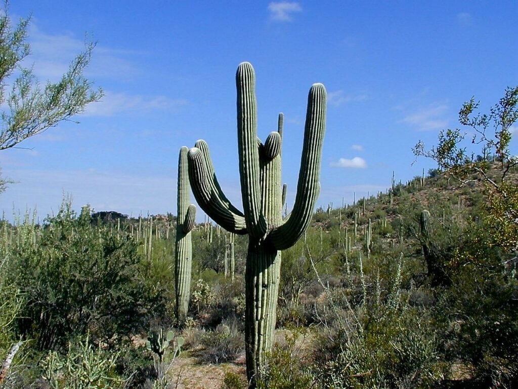 Saguaro Cactus