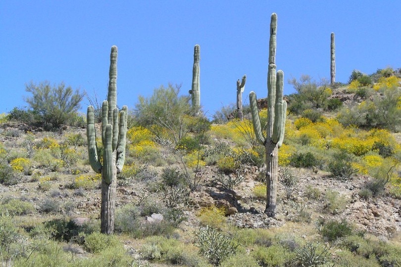 Saguaro Cactus