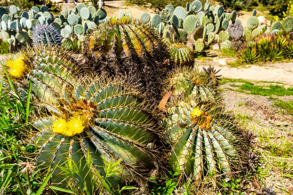 San Diego Barrel Cactus