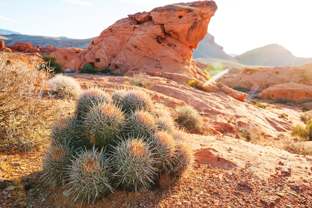 Santa Cruz Beehive Cactus