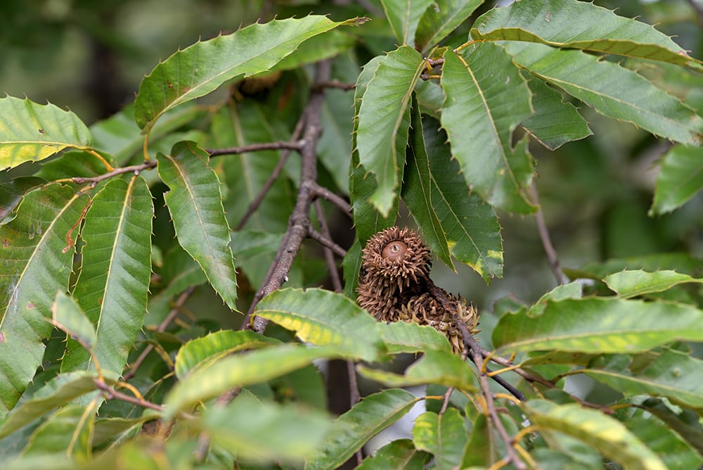 Sawtooth Oak Tree_Picmin_Shutterstock