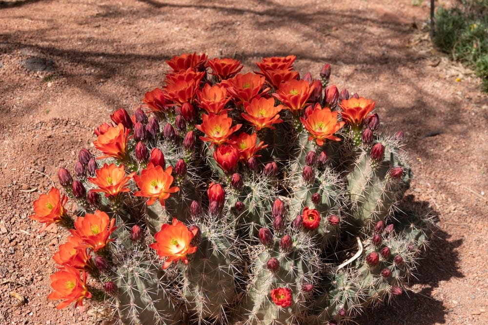Scarlet Hedgehog Cactus