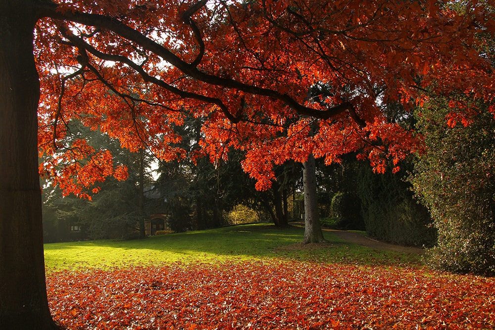 Scarlet Oak_Ole Schoener_Shutterstock
