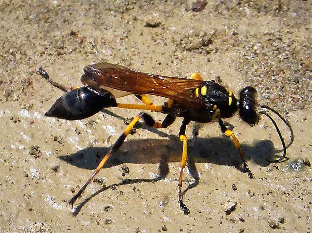 Sceliphron_destillatorium._Mud_dauber_wasp_(44099707354)