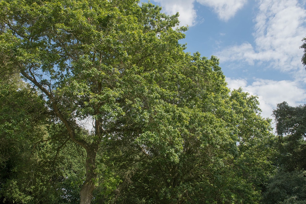 Shingle Oak Tree