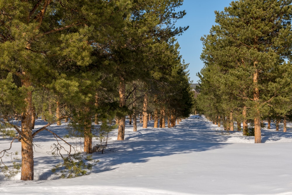 Shore Pine