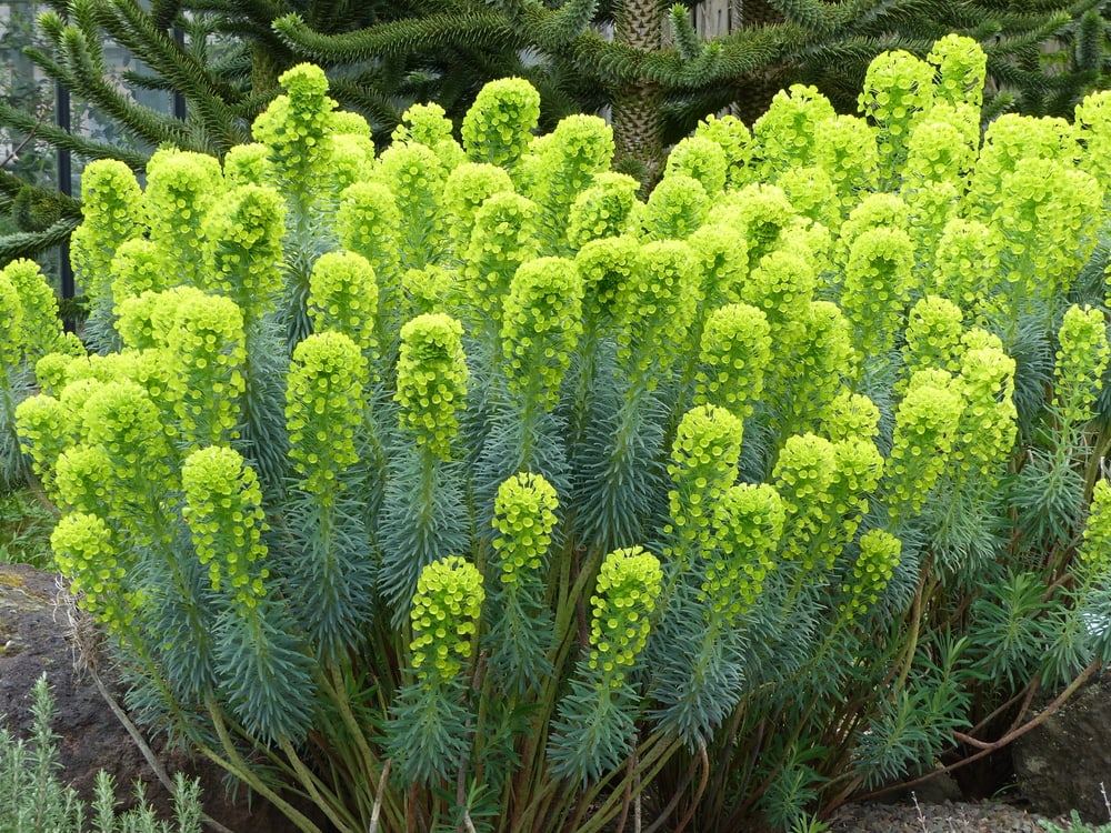Shorty Cactus