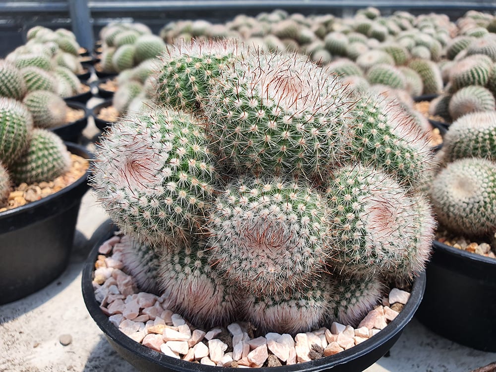 Silver Ball Cactus_Pingky_P_Shutterstock