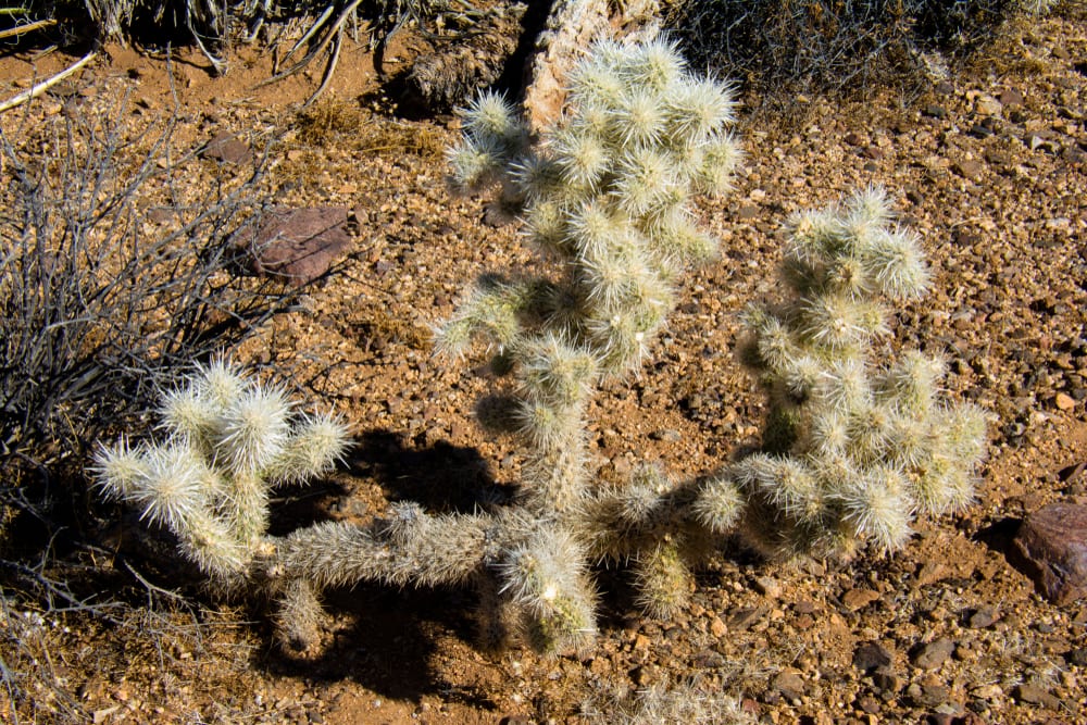 Silver Cholla Cactus