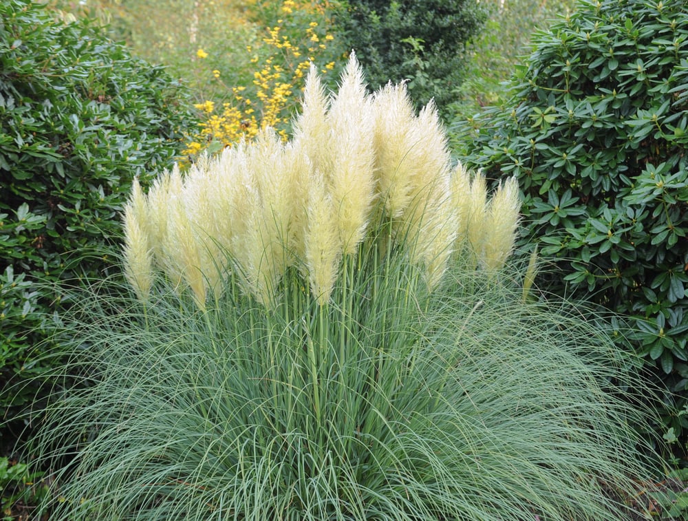 Silver Comet Pampas Grass