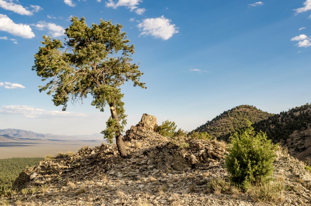 Single-leaf Pinyon Pine