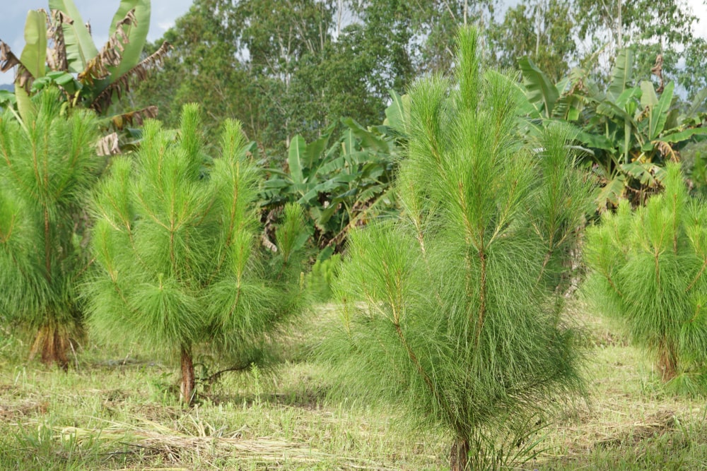 Slash Pine