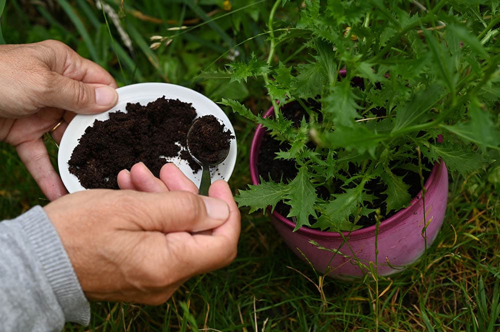 Someone putting coffee grounds in a flowerpot_RVillalon_Shutterstock