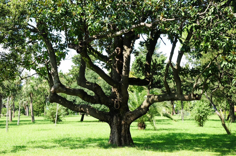 Southern Magnolia