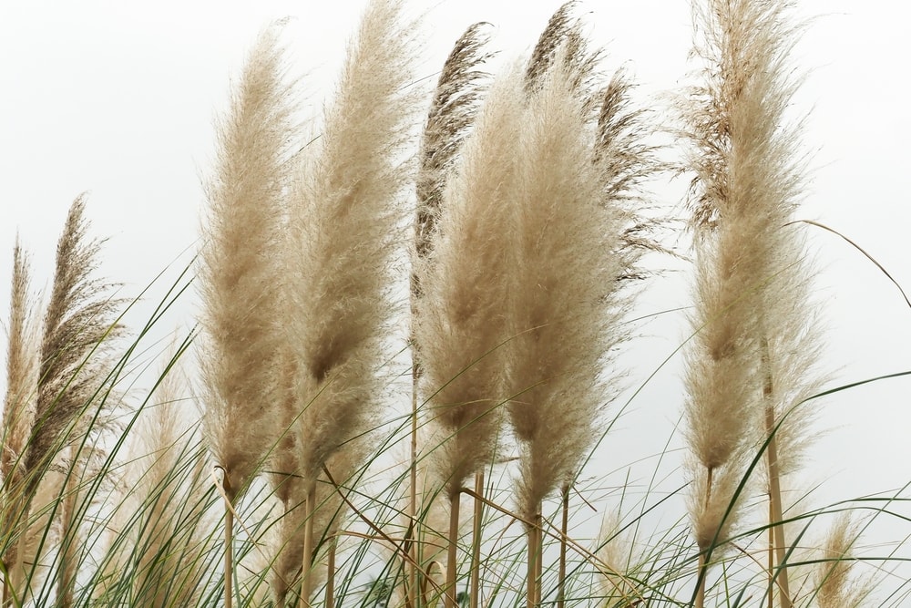 Splendid Star Pampas Grass