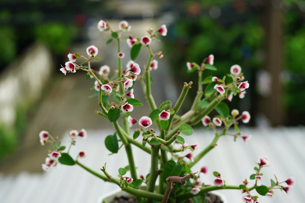 String of Stars