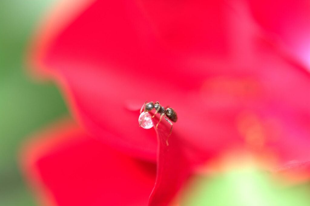 Sugar ant