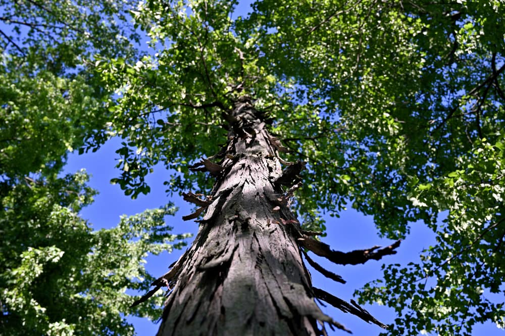 Sugarbark Hickory Tree