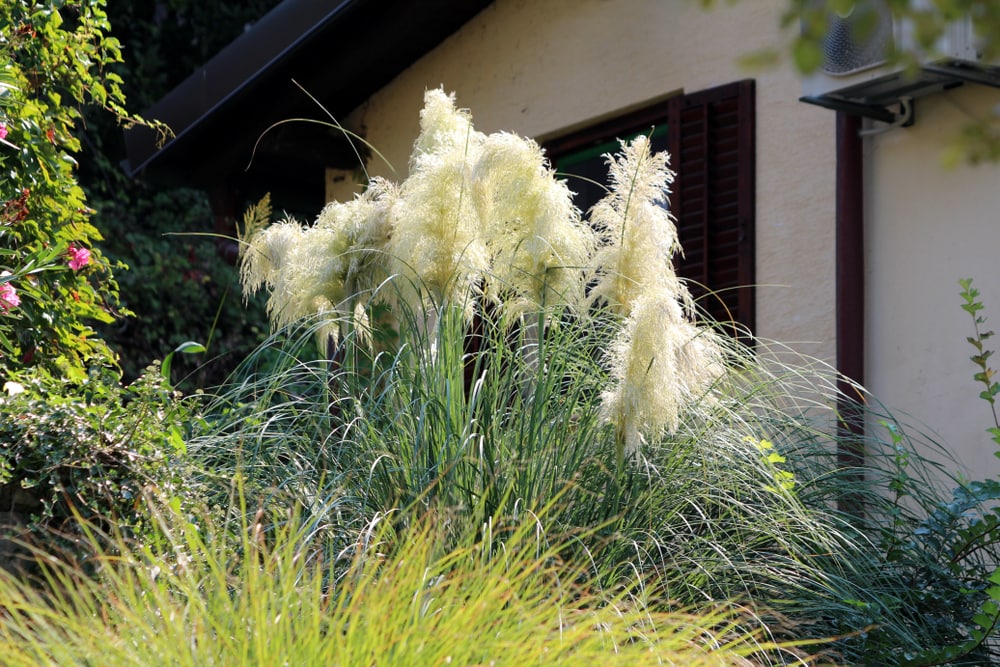 Sunningdale Silver Pampas Grass