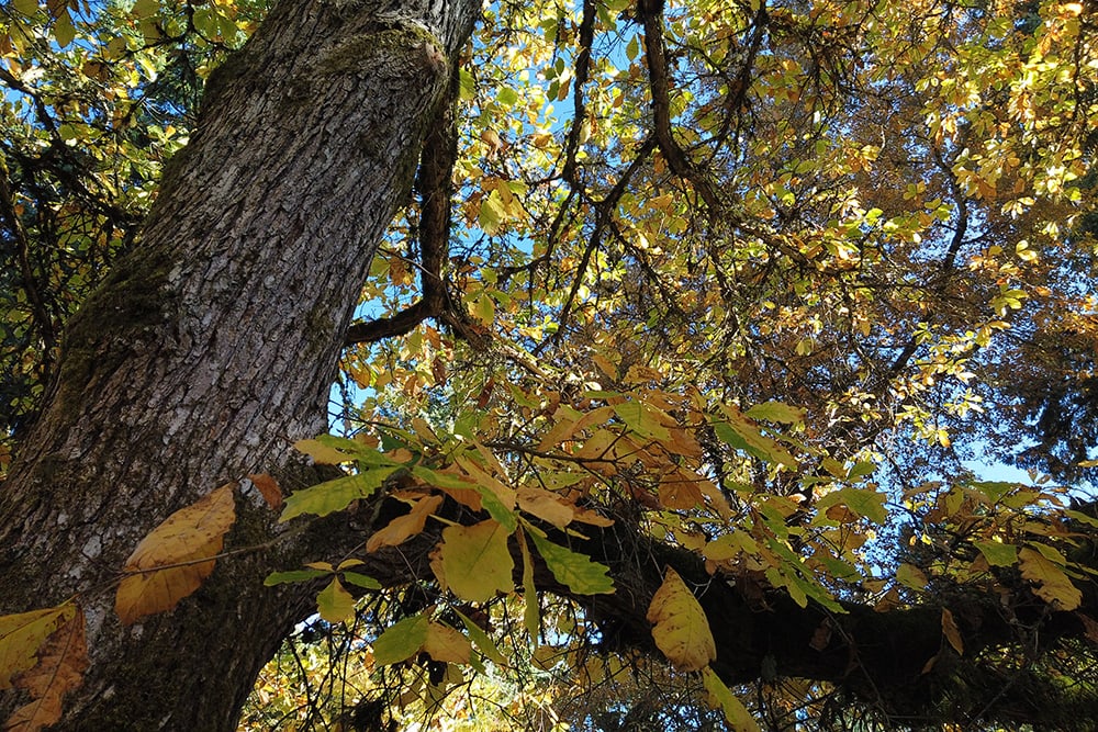 Swamp White Oak Tree_Sean Attilio Learn_Shutterstock