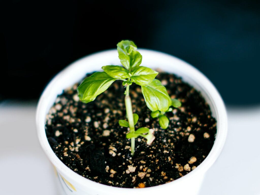 Sweet Basil