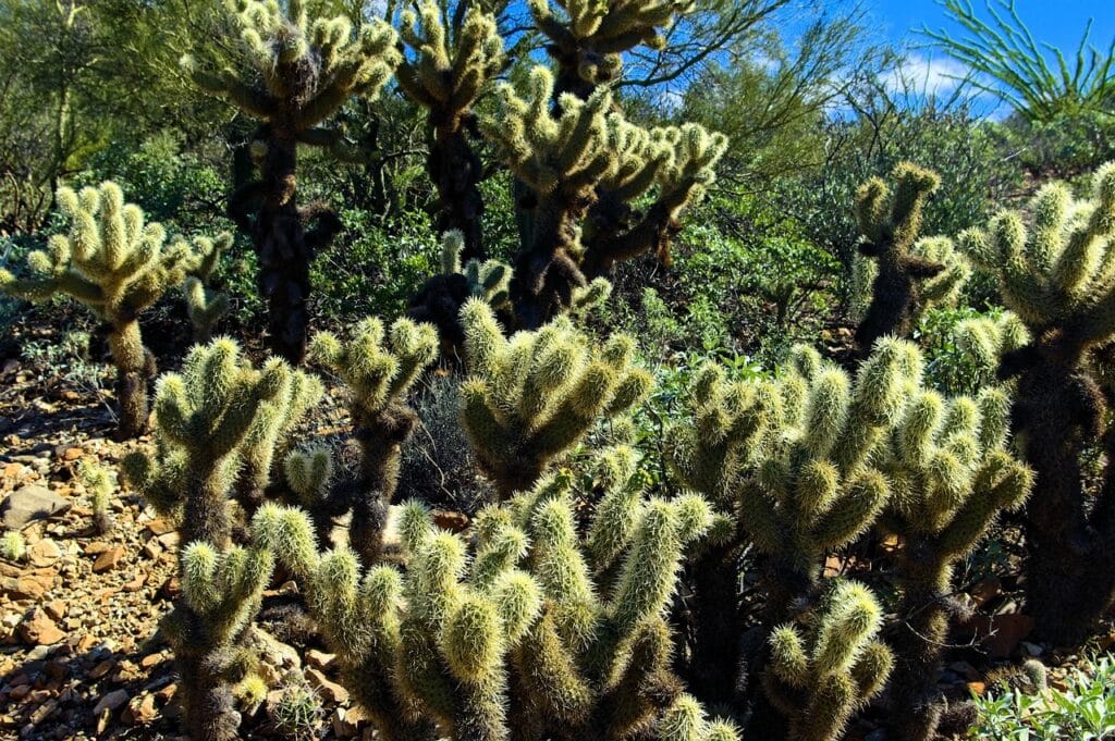 Teddy Bear Cholla
