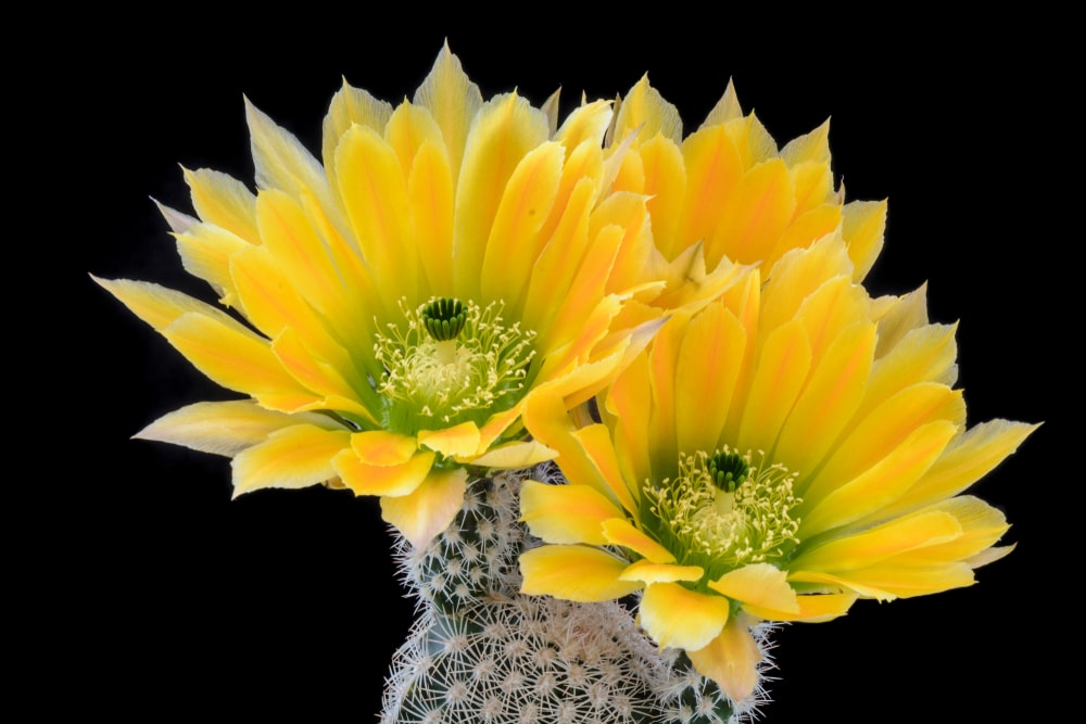 Texas Rainbow Cactus