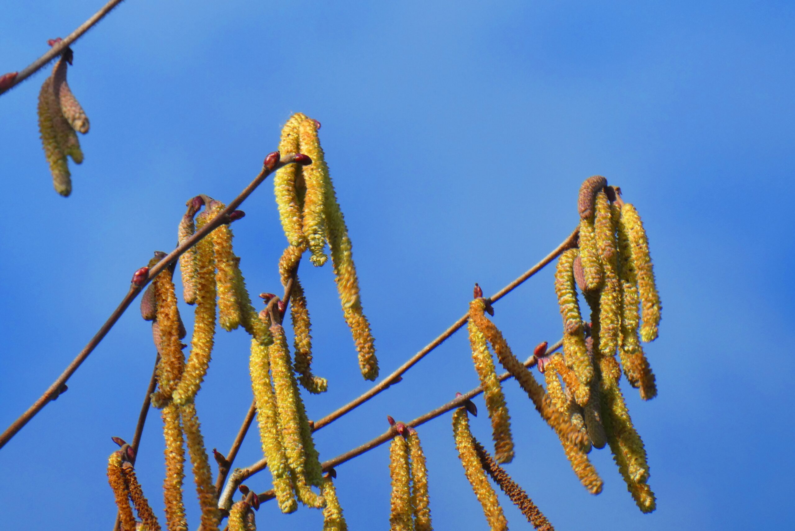 Thinleaf Alder
