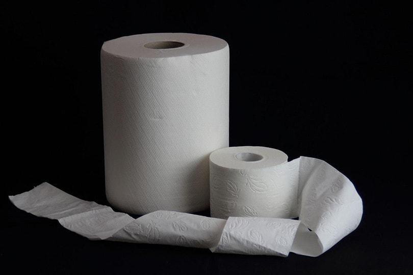 Toilet Paper